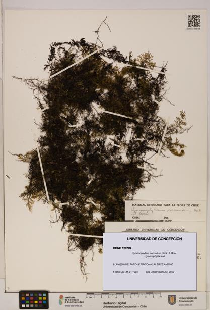 Hymenophyllum secundum [Espécimen: ]