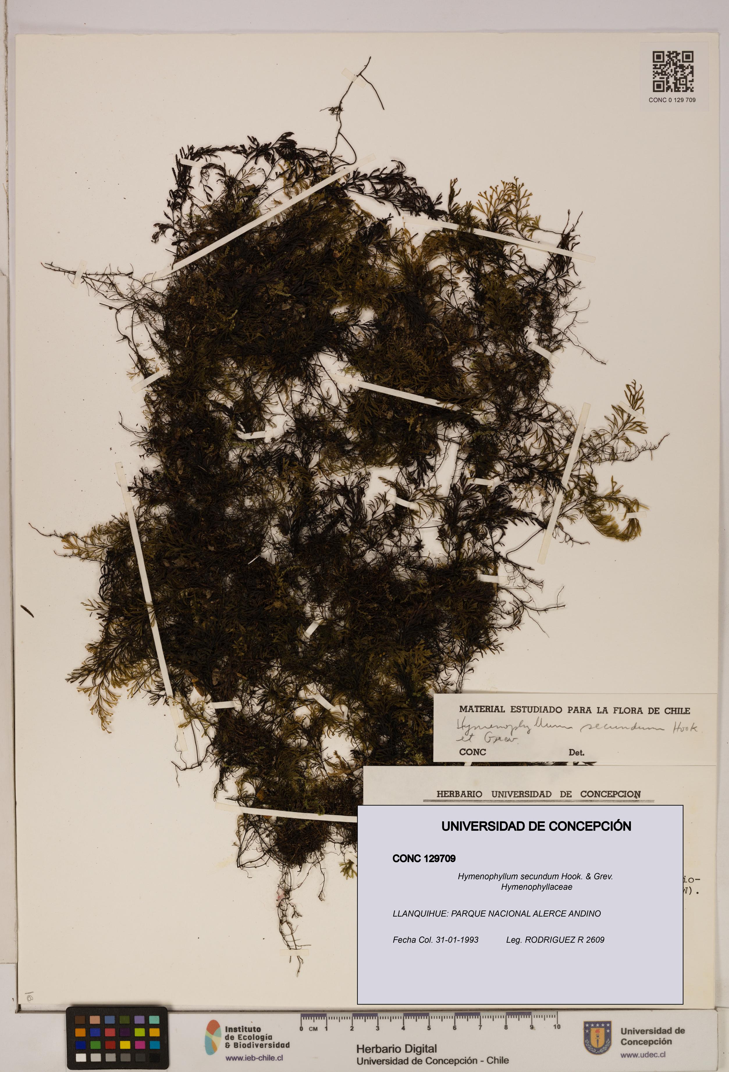 Hymenophyllum secundum [Espécimen: ]