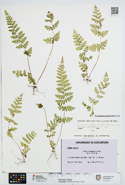 Cystopteris apiiformis [Espécimen: UDEC:CONC:0129710]