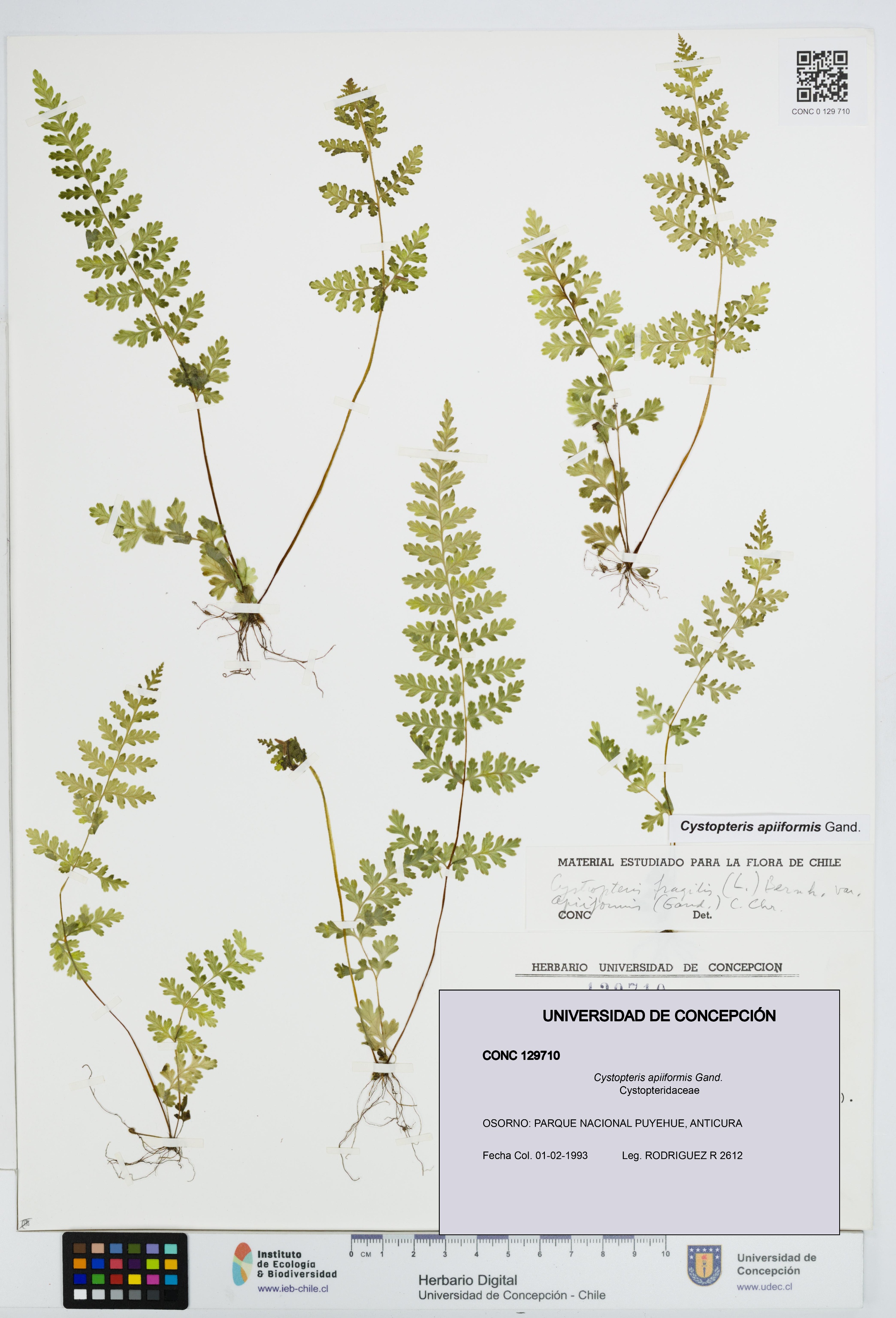 Cystopteris apiiformis [Espécimen: UDEC:CONC:0129710]