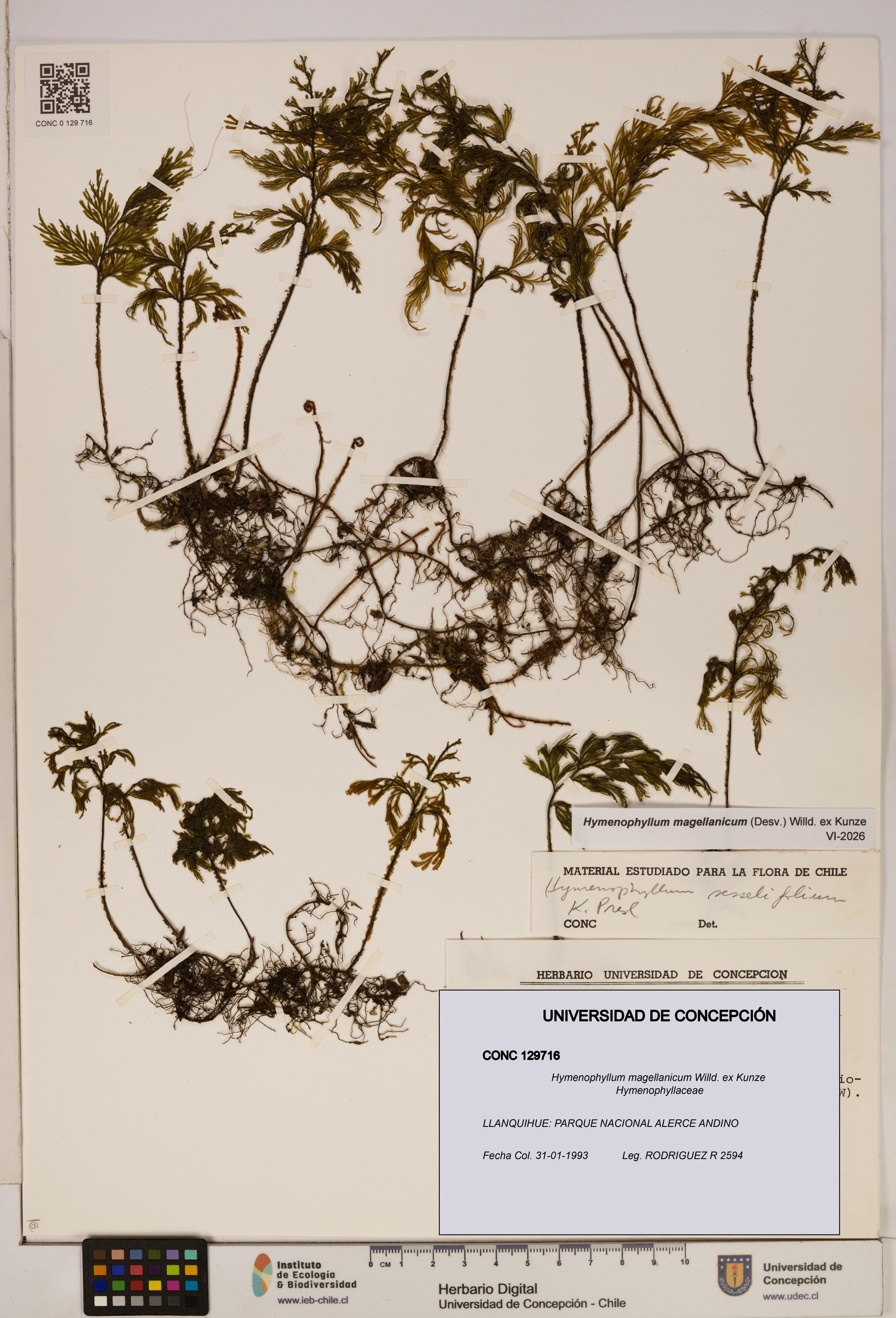 Hymenophyllum magellanicum [Espécimen: ]