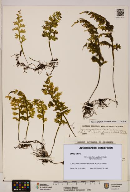 Hymenophyllum caudatum [Espécimen: UDEC:CONC:0129717]