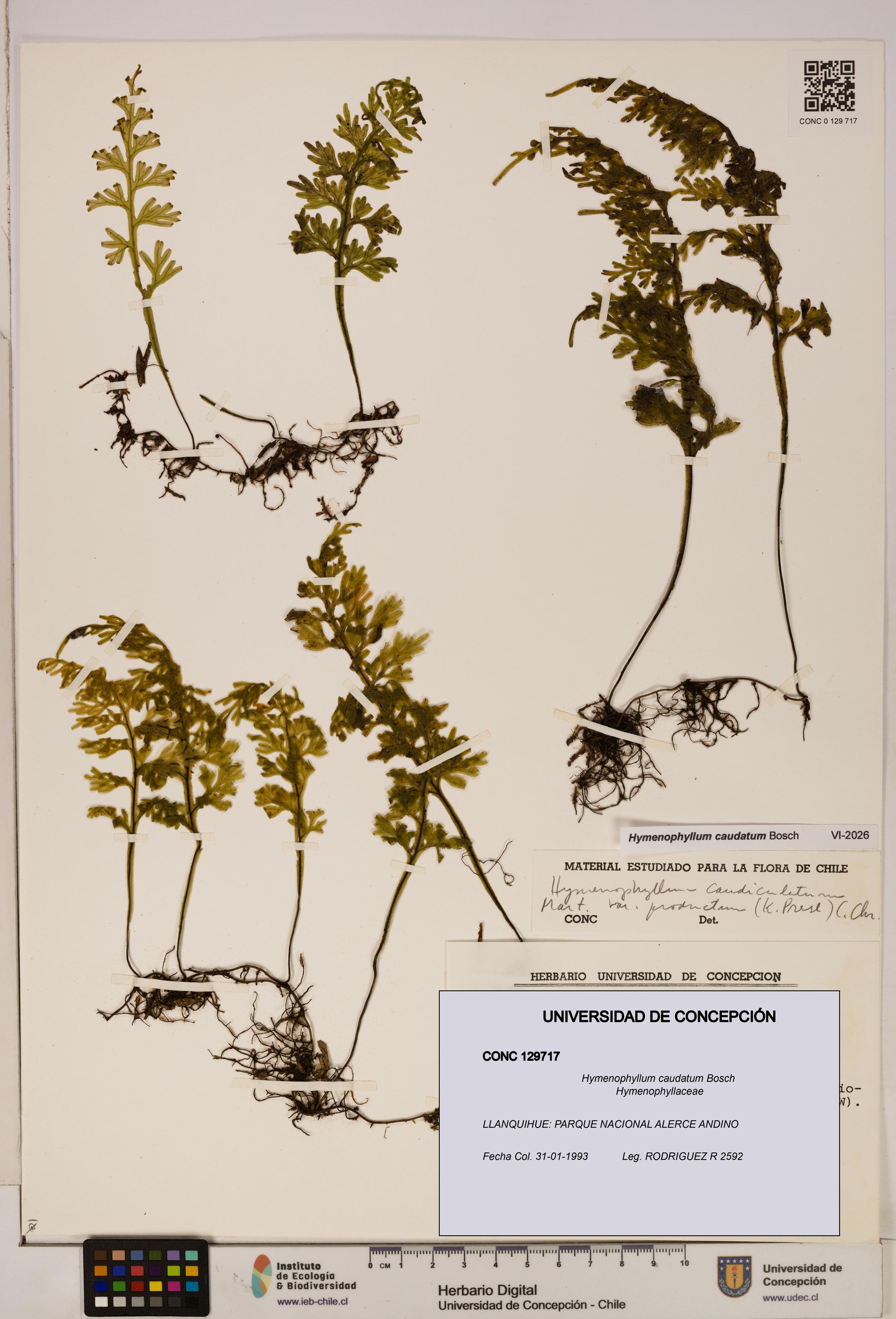 Hymenophyllum caudatum [Espécimen: UDEC:CONC:0129717]