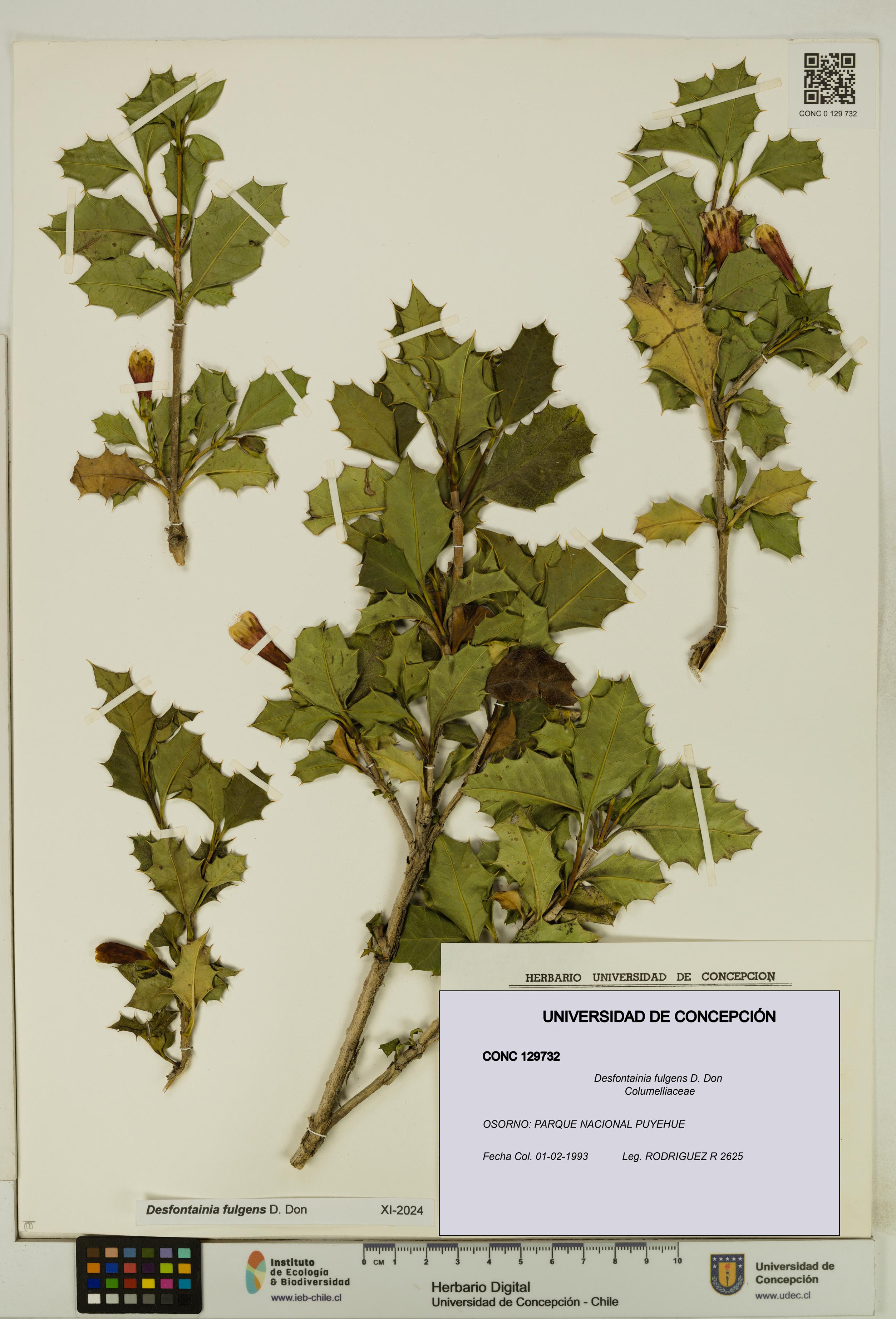 Desfontainia fulgens [Espécimen: UDEC:CONC:0129732]