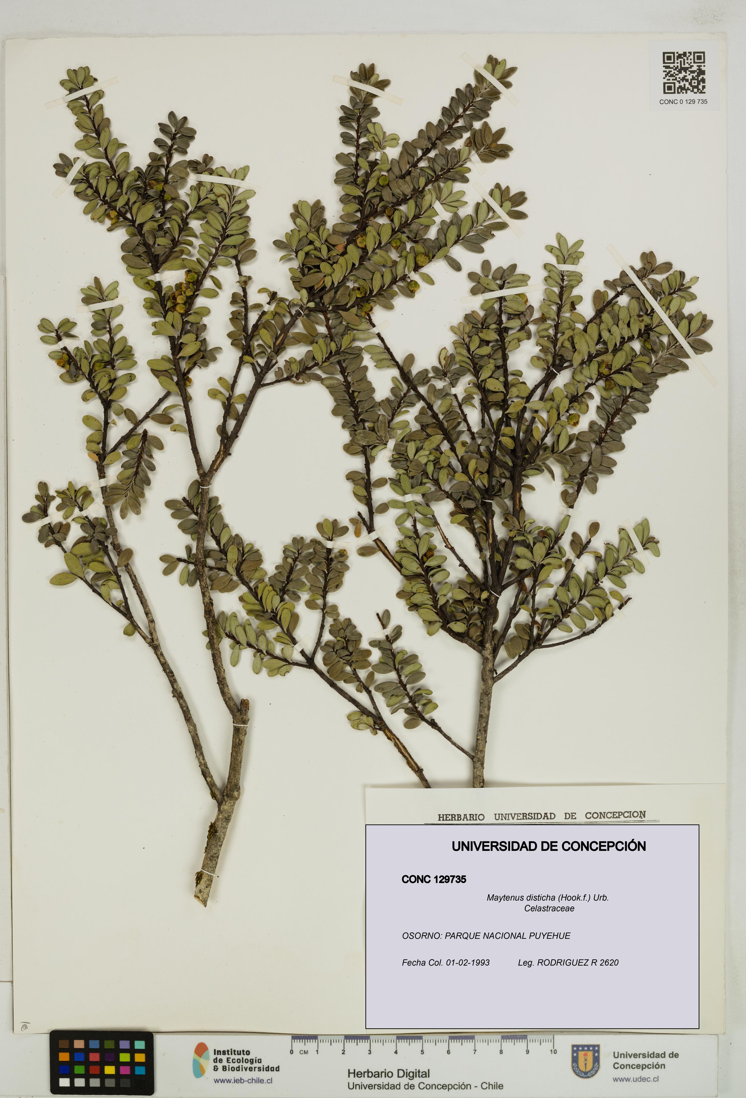 Maytenus disticha [Espécimen: UDEC:CONC:0129735]