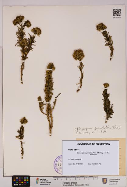 Ophryosporus pinifolius [Espécimen: UDEC:CONC:0129747]