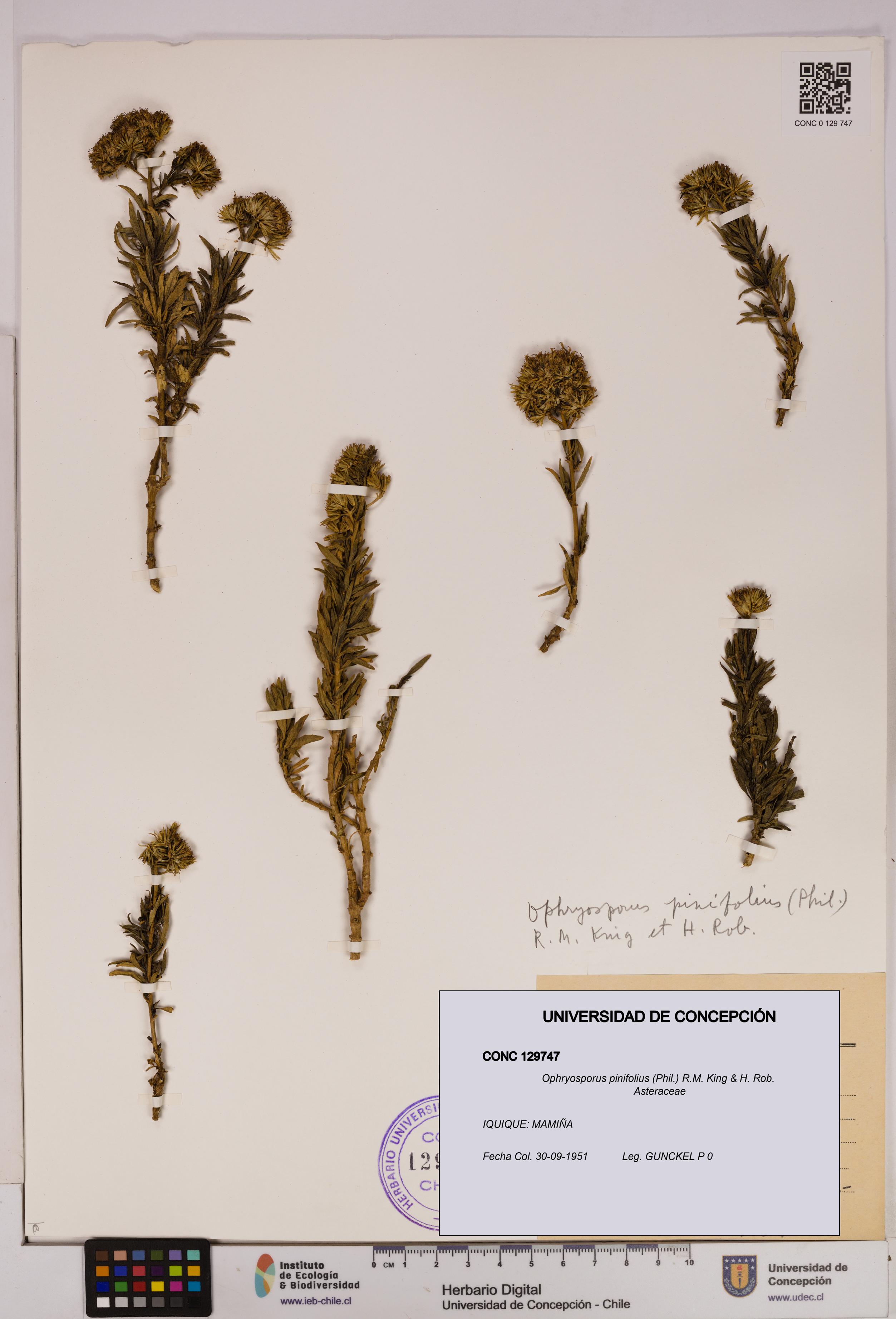Ophryosporus pinifolius [Espécimen: UDEC:CONC:0129747]