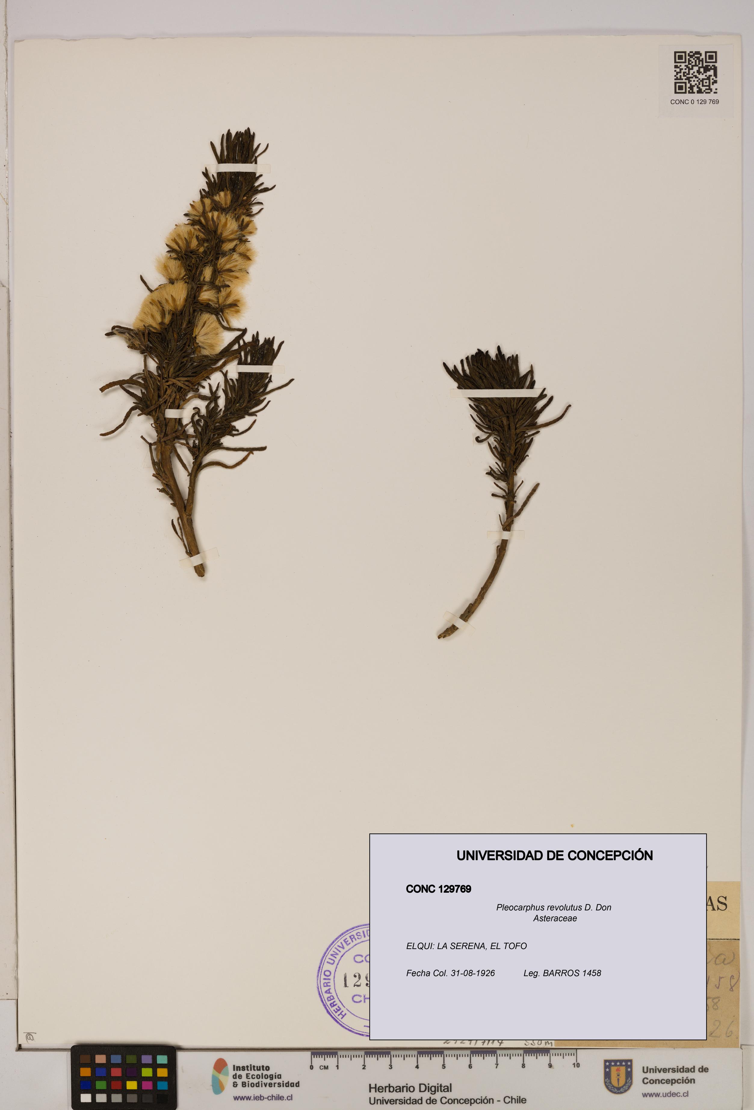 Pleocarphus revolutus [Espécimen: UDEC:CONC:0129769]