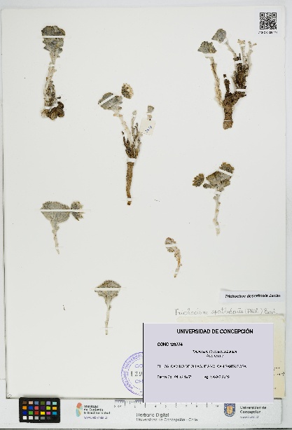 Trichocline deserticola [Espécimen: UDEC:CONC:0129774]