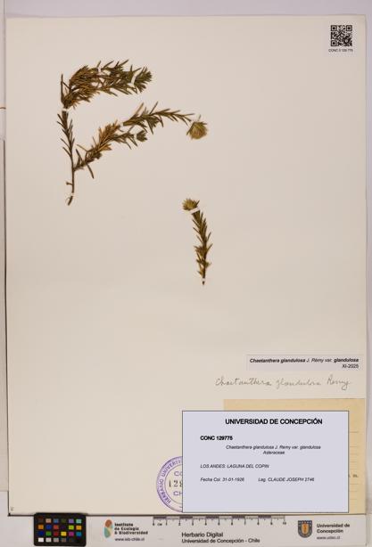 Chaetanthera glandulosa var. glandulosa [Espécimen: UDEC:CONC:0129775]