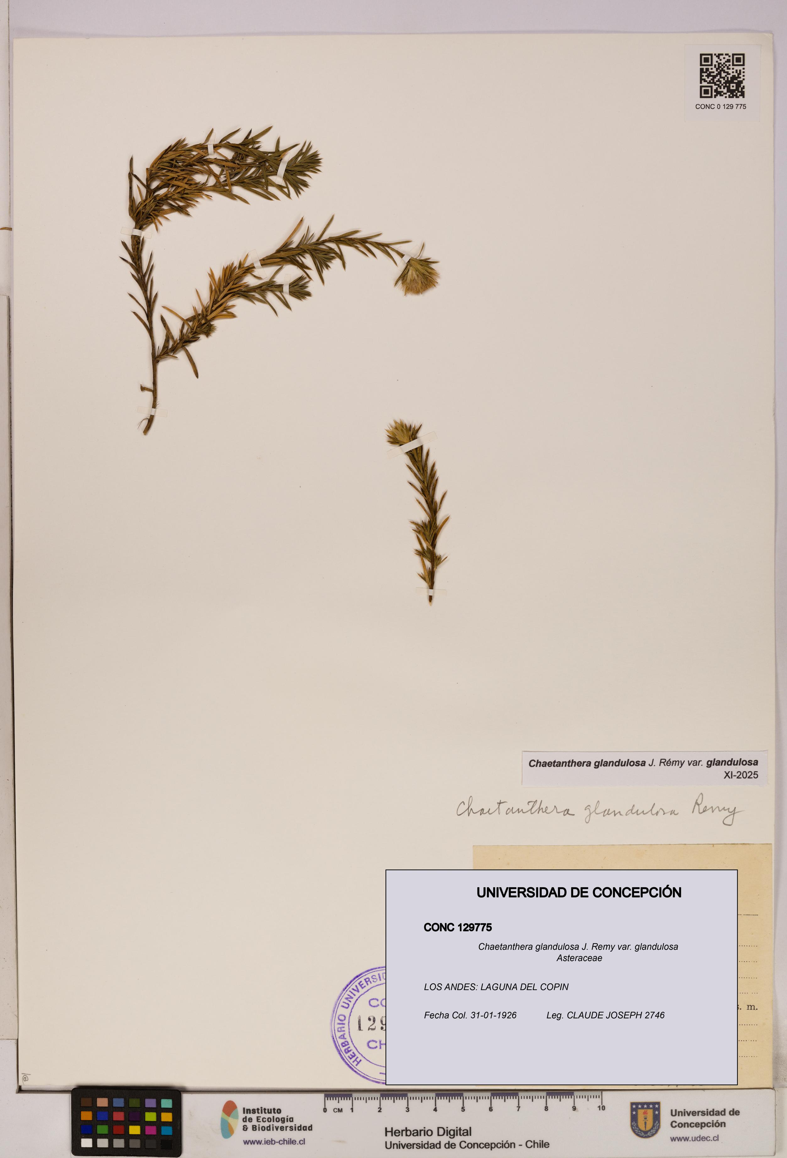Chaetanthera glandulosa var. glandulosa [Espécimen: UDEC:CONC:0129775]