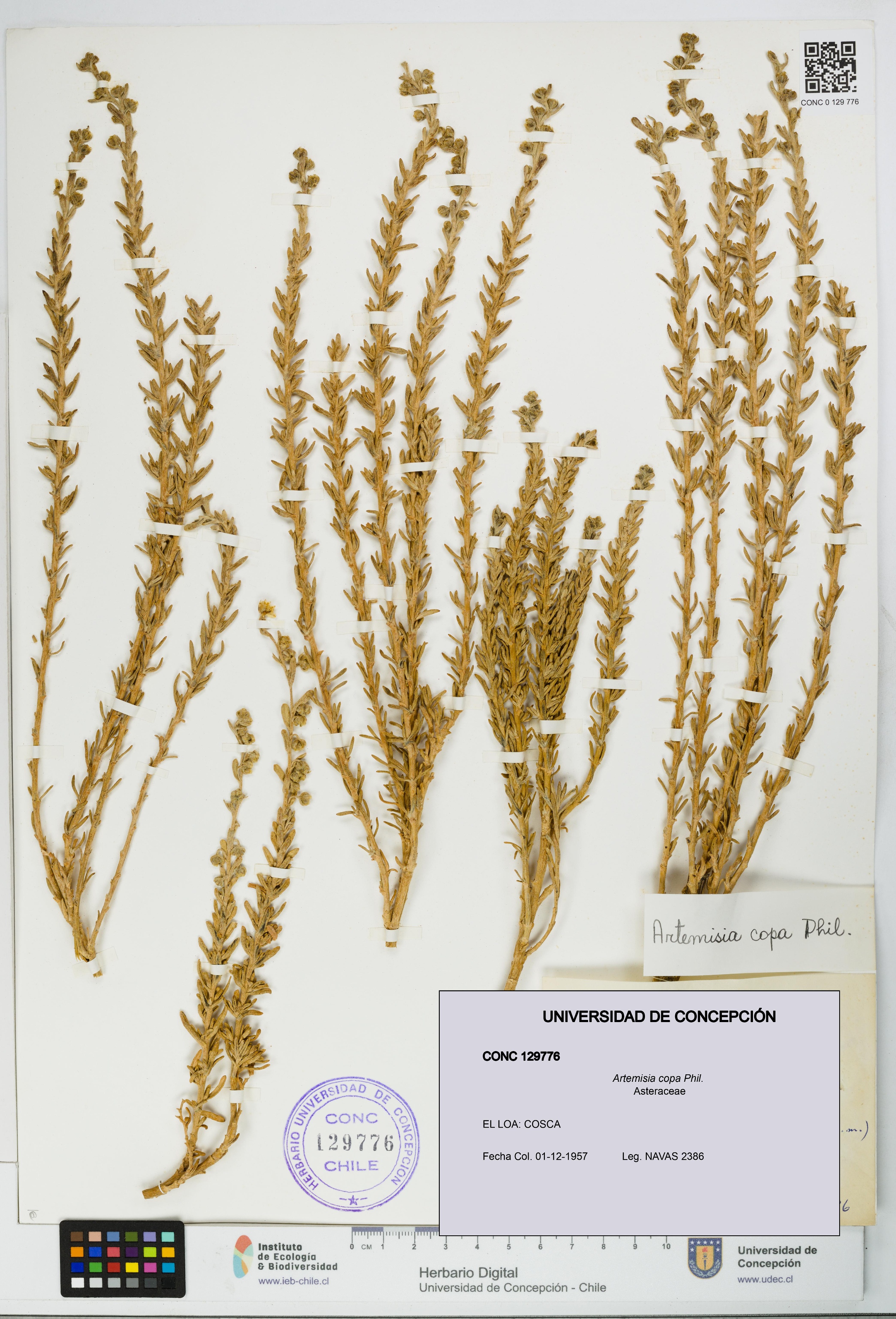 Artemisia copa [Espécimen: UDEC:CONC:0129776]