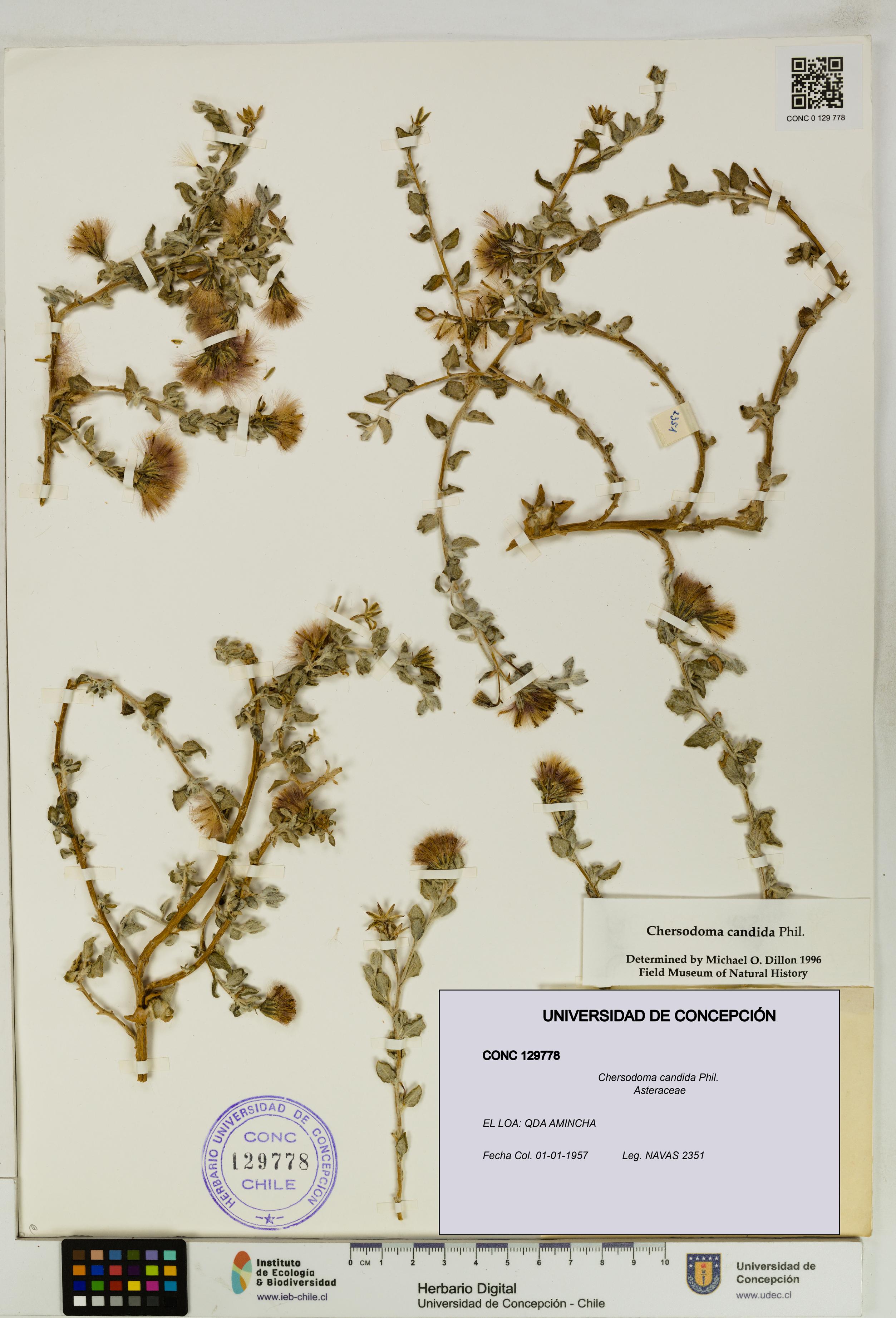 Chersodoma candida [Espécimen: UDEC:CONC:0129778]