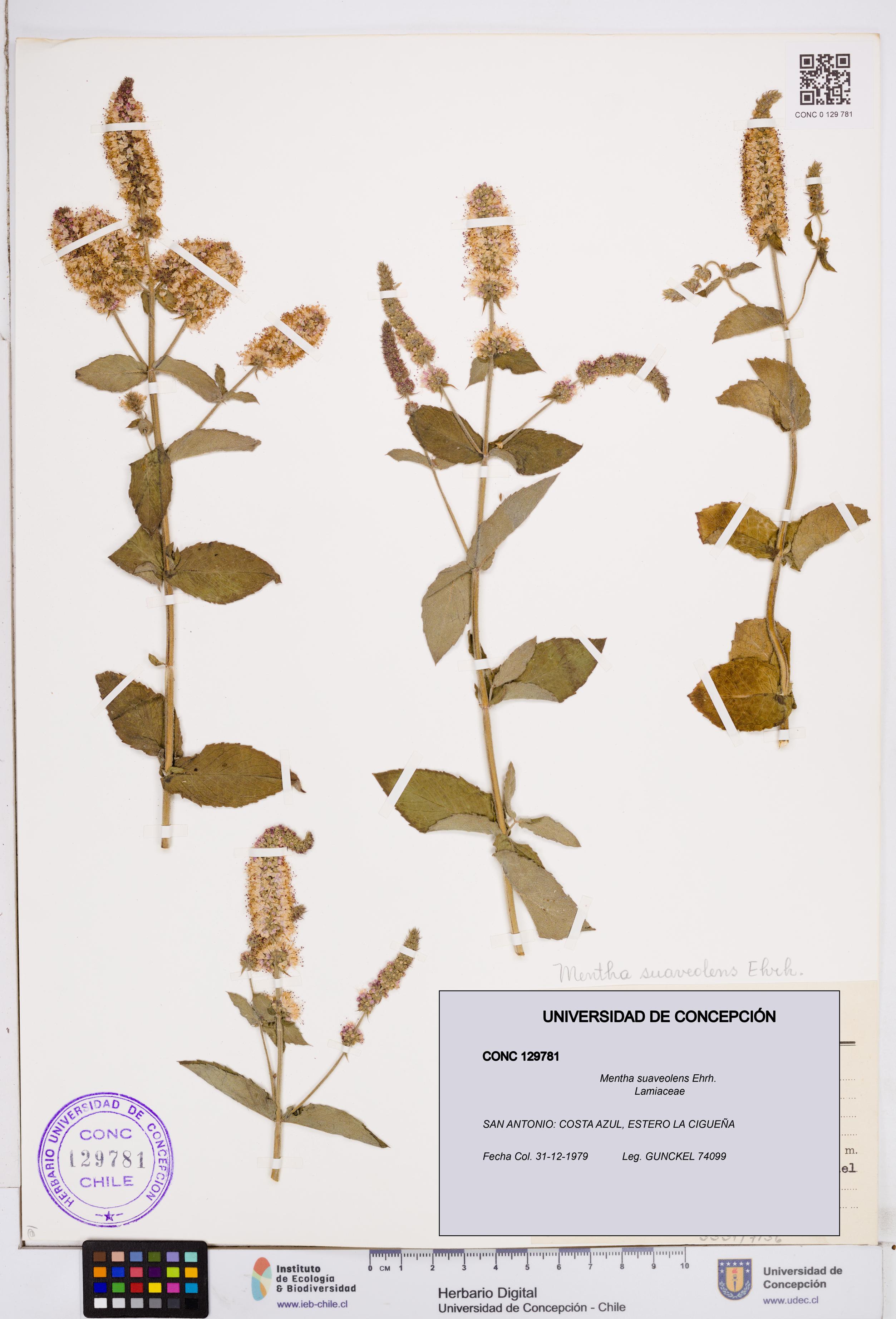 Mentha suaveolens [Espécimen: ]