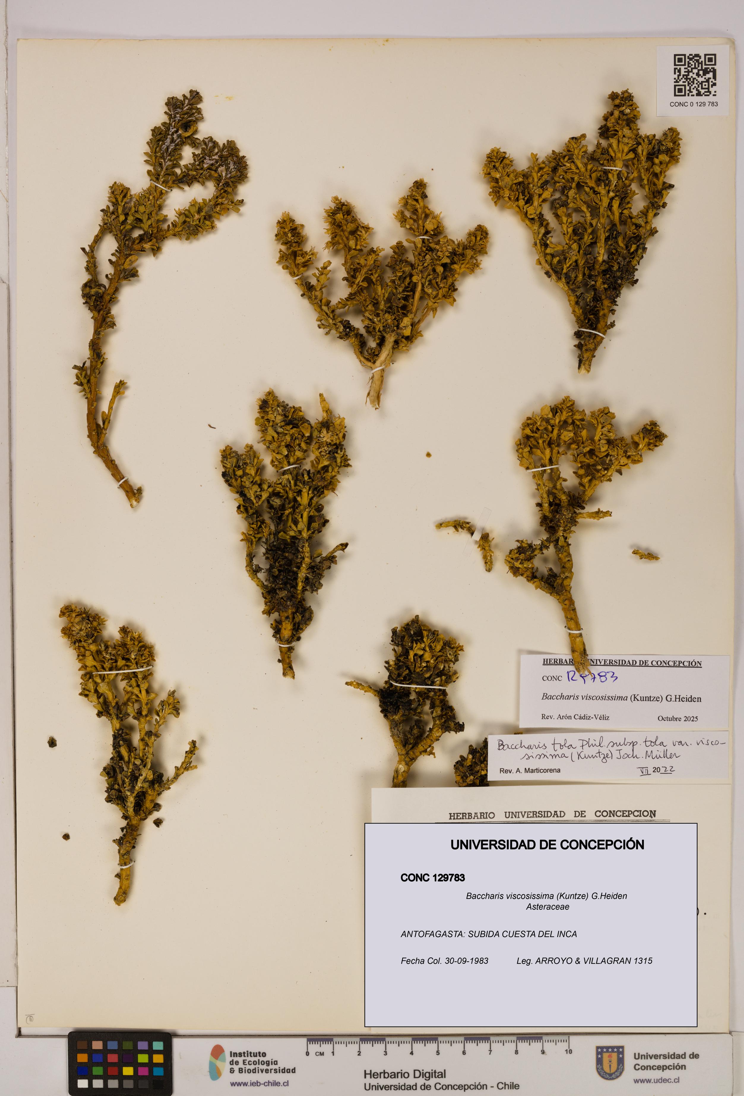 Baccharis tola [Espécimen: UDEC:CONC:0129783]