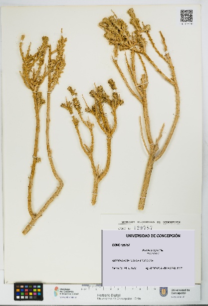 Artemisia copa [Espécimen: UDEC:CONC:0129787]