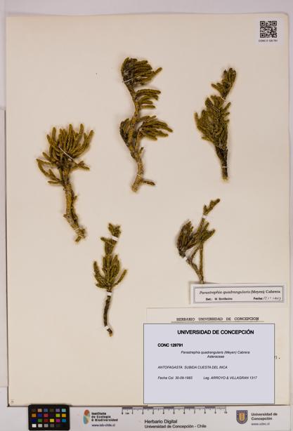 Parastrephia quadrangularis [Espécimen: UDEC:CONC:0129791]