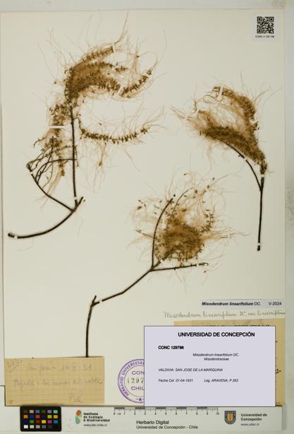 Misodendrum linearifolium [Espécimen: UDEC:CONC:0129796]