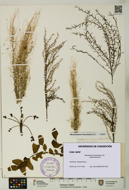 Misodendrum linearifolium [Espécimen: UDEC:CONC:0129797]