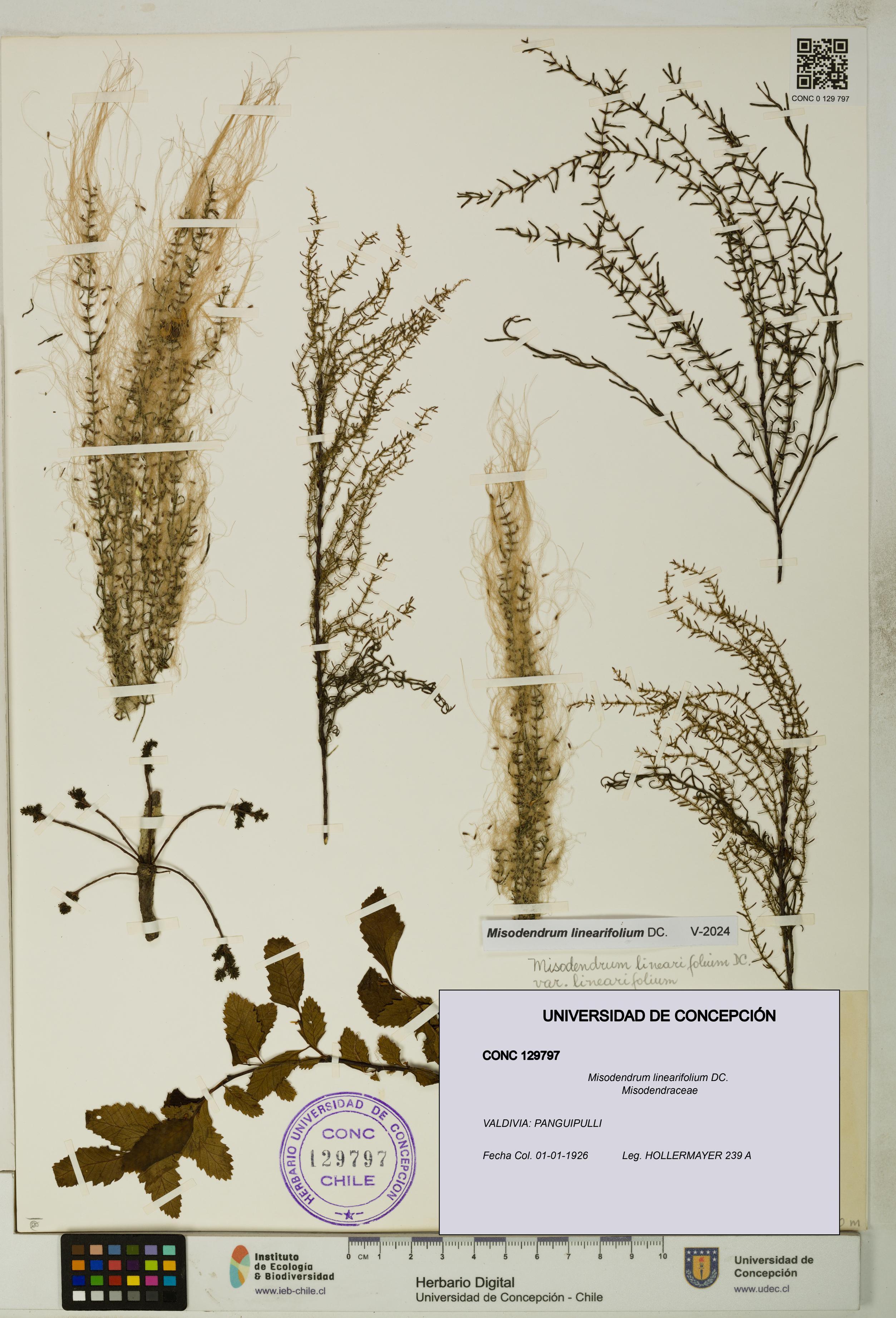 Misodendrum linearifolium [Espécimen: UDEC:CONC:0129797]