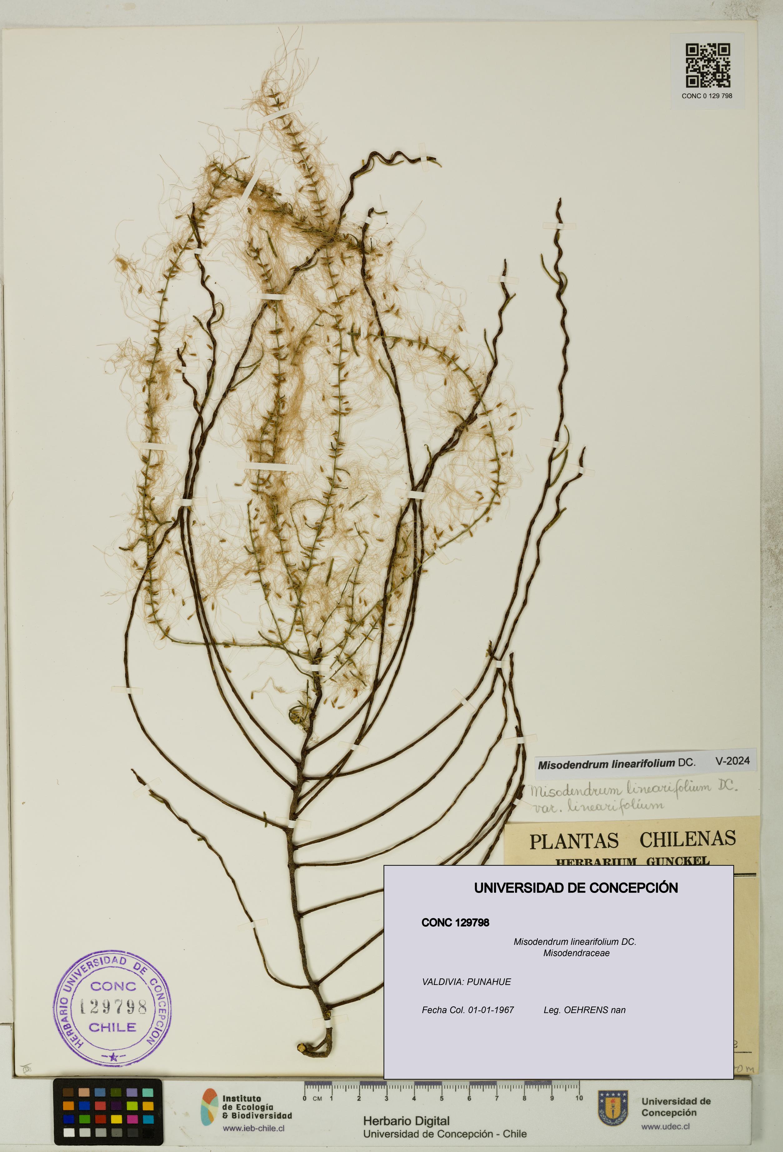 Misodendrum linearifolium [Espécimen: UDEC:CONC:0129798]