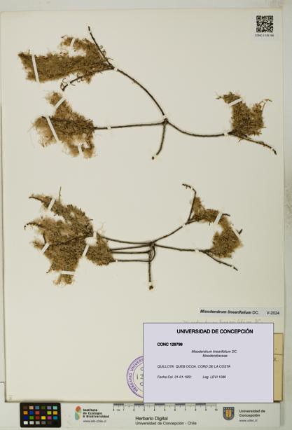 Misodendrum linearifolium [Espécimen: UDEC:CONC:0129799]