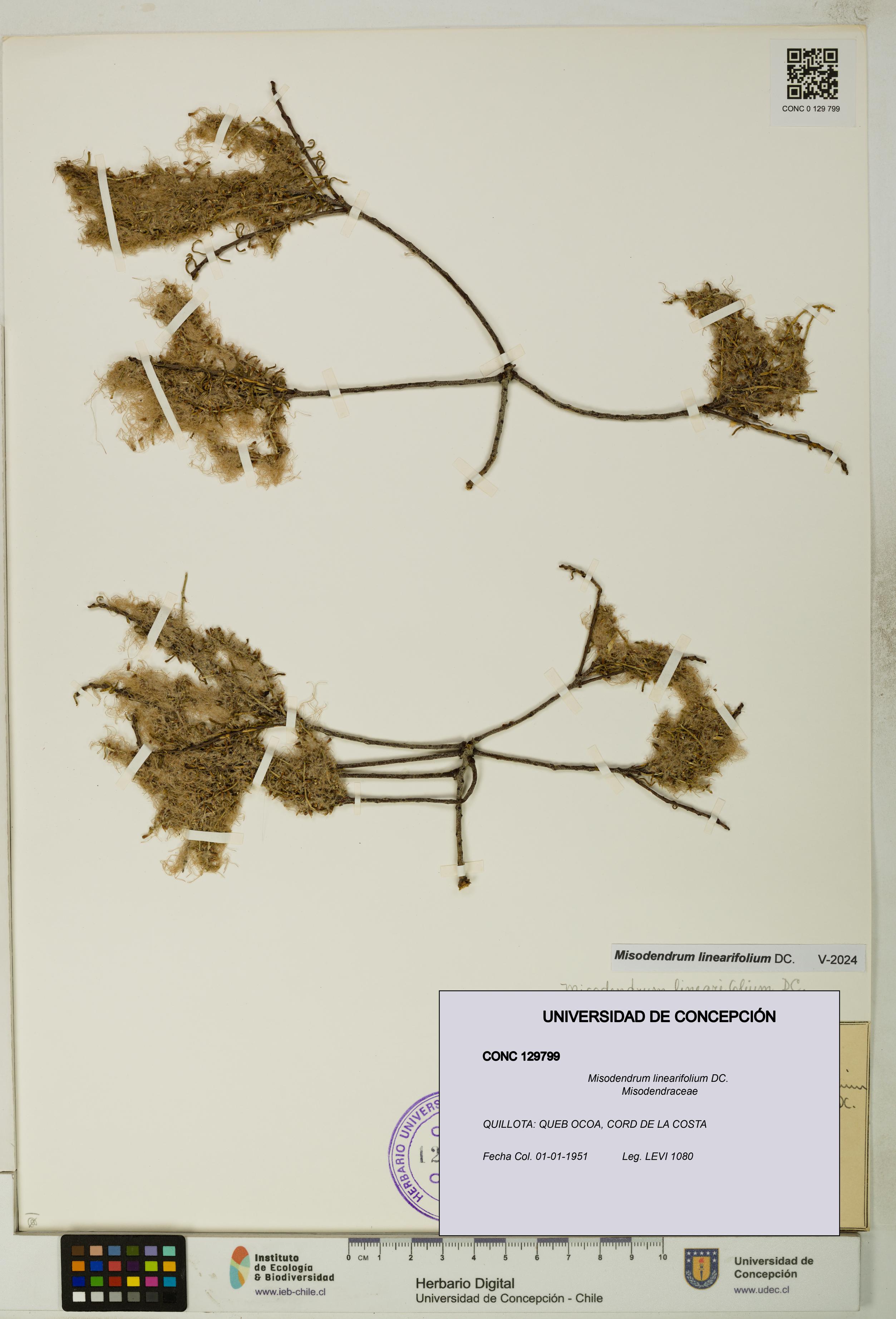 Misodendrum linearifolium [Espécimen: UDEC:CONC:0129799]