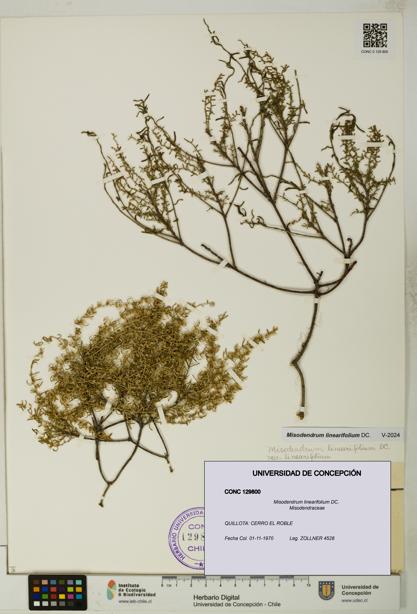 Misodendrum linearifolium [Espécimen: UDEC:CONC:0129800]