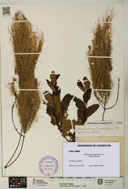 Misodendrum linearifolium [Espécimen: UDEC:CONC:0129802]