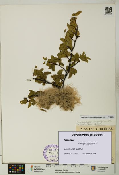 Misodendrum linearifolium [Espécimen: UDEC:CONC:0129803]