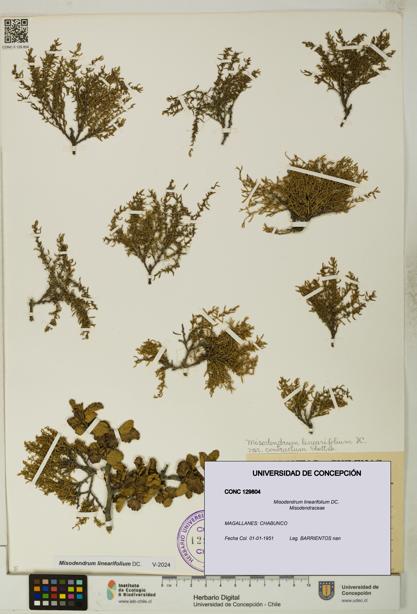 Misodendrum linearifolium [Espécimen: UDEC:CONC:0129804]