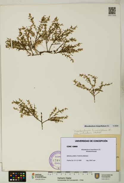 Misodendrum linearifolium [Espécimen: UDEC:CONC:0129805]