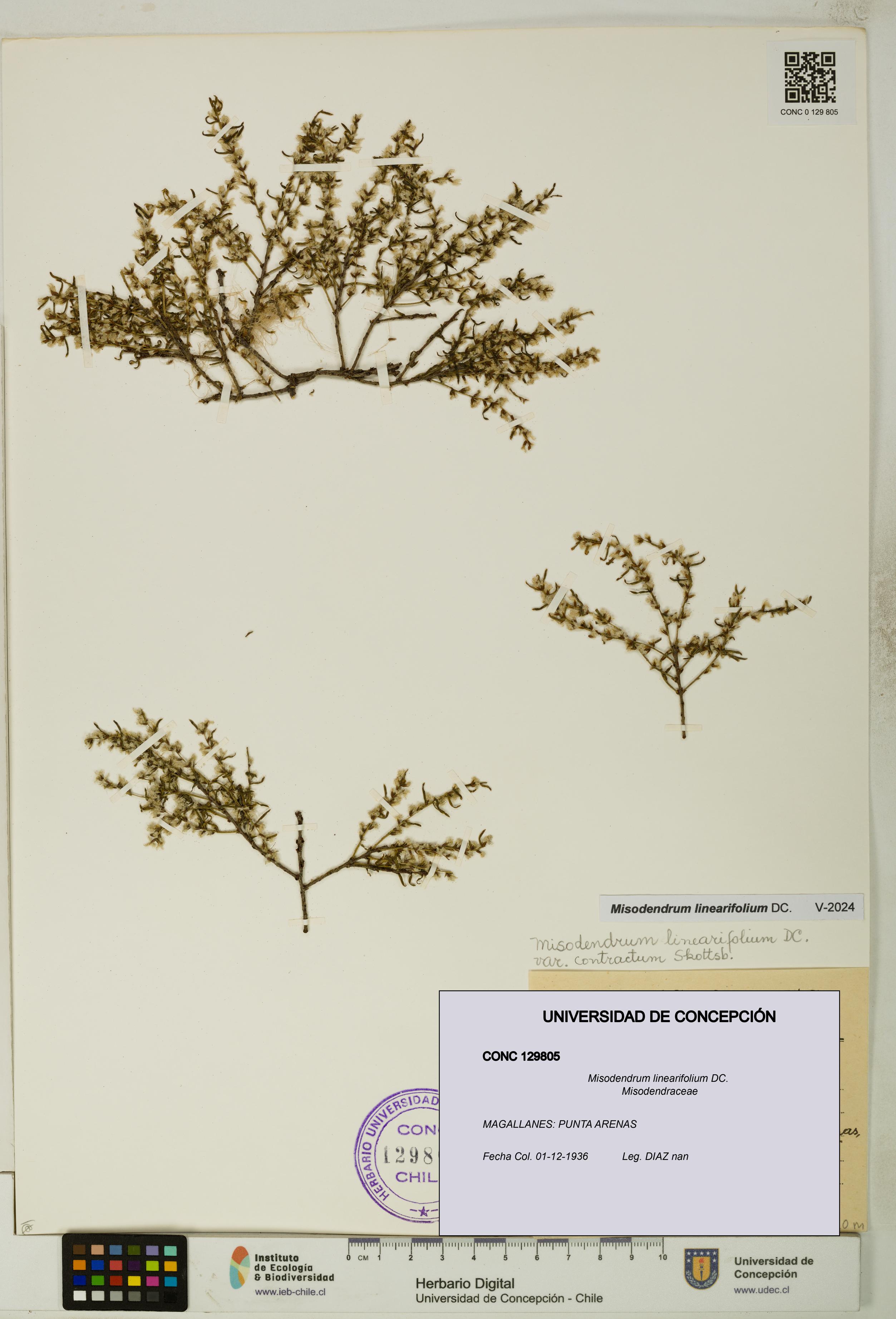Misodendrum linearifolium [Espécimen: UDEC:CONC:0129805]