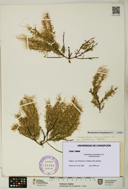 Misodendrum linearifolium [Espécimen: UDEC:CONC:0129806]