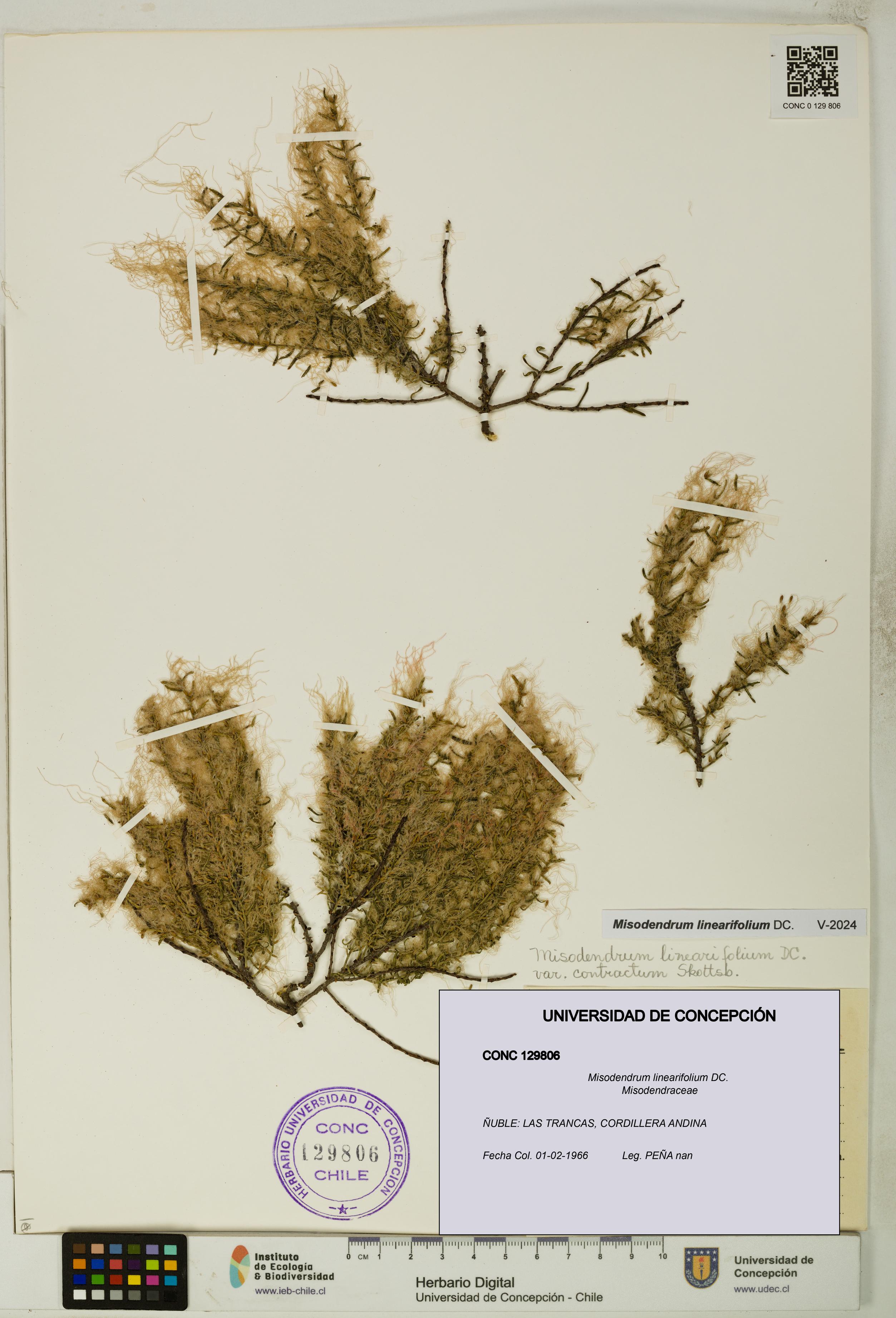 Misodendrum linearifolium [Espécimen: UDEC:CONC:0129806]