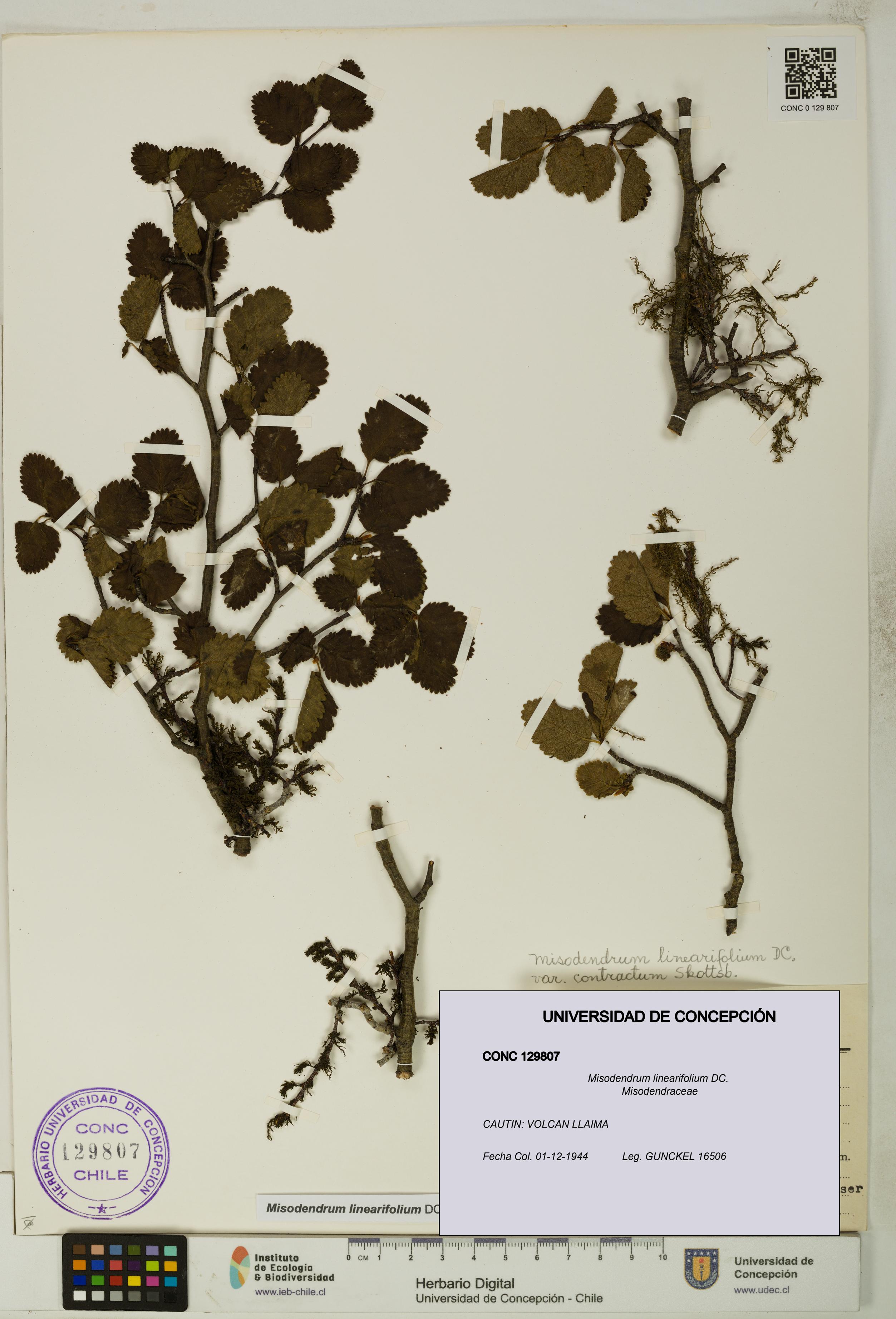 Misodendrum linearifolium [Espécimen: UDEC:CONC:0129807]