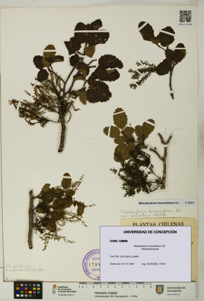 Misodendrum linearifolium [Espécimen: UDEC:CONC:0129808]