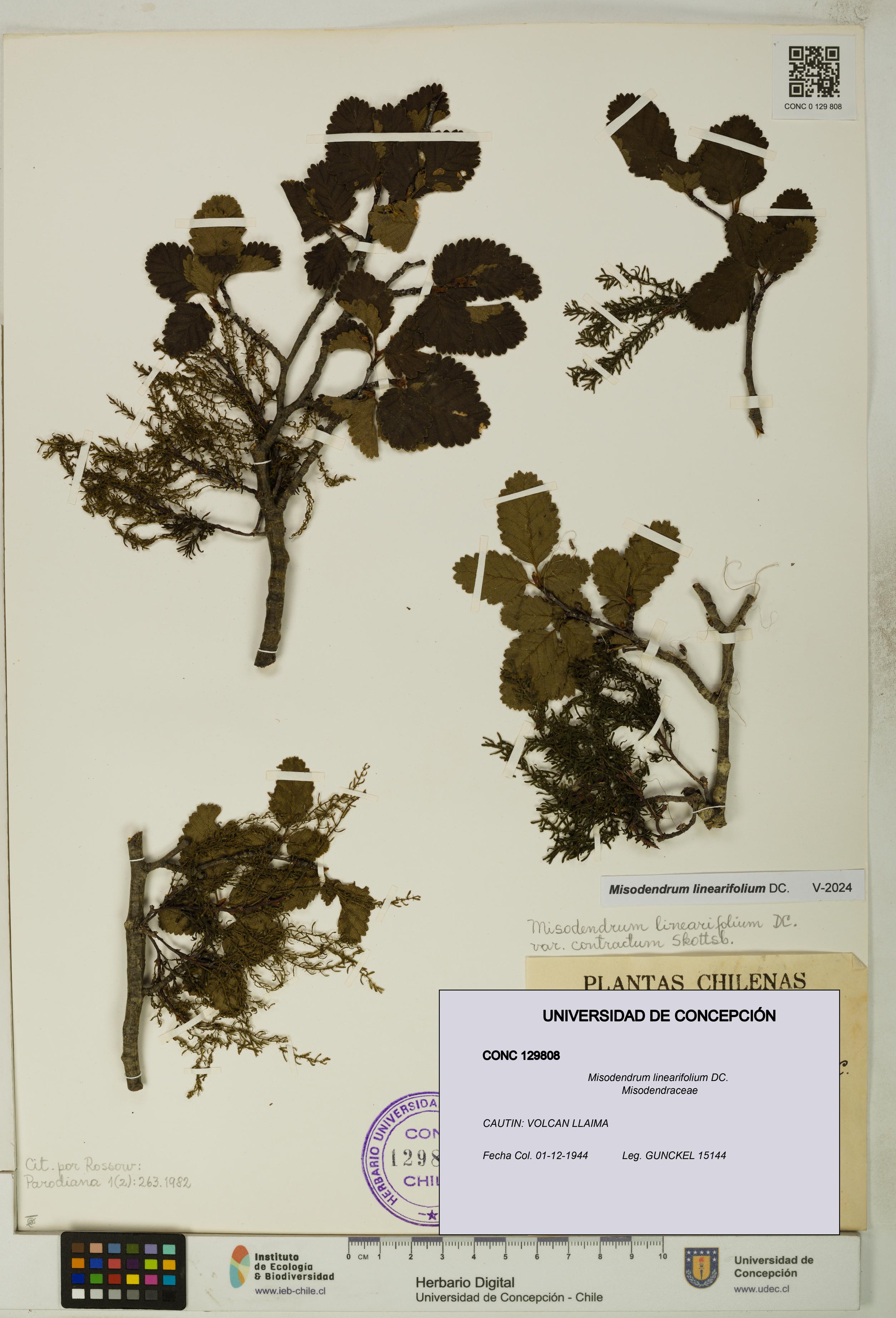 Misodendrum linearifolium [Espécimen: UDEC:CONC:0129808]