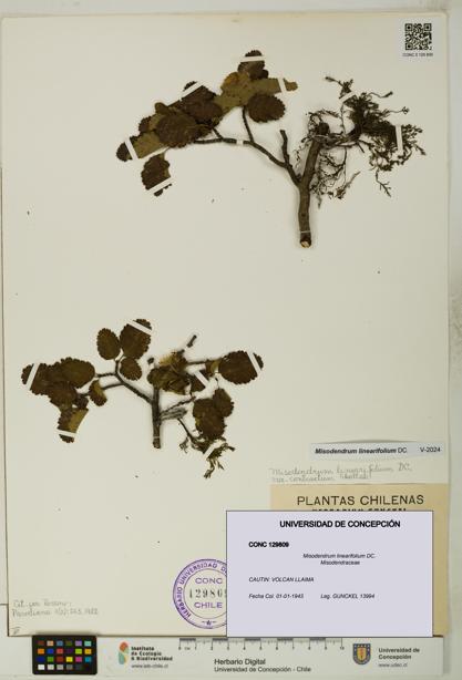 Misodendrum linearifolium [Espécimen: UDEC:CONC:0129809]