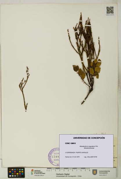 Misodendrum angulatum [Espécimen: UDEC:CONC:0129810]