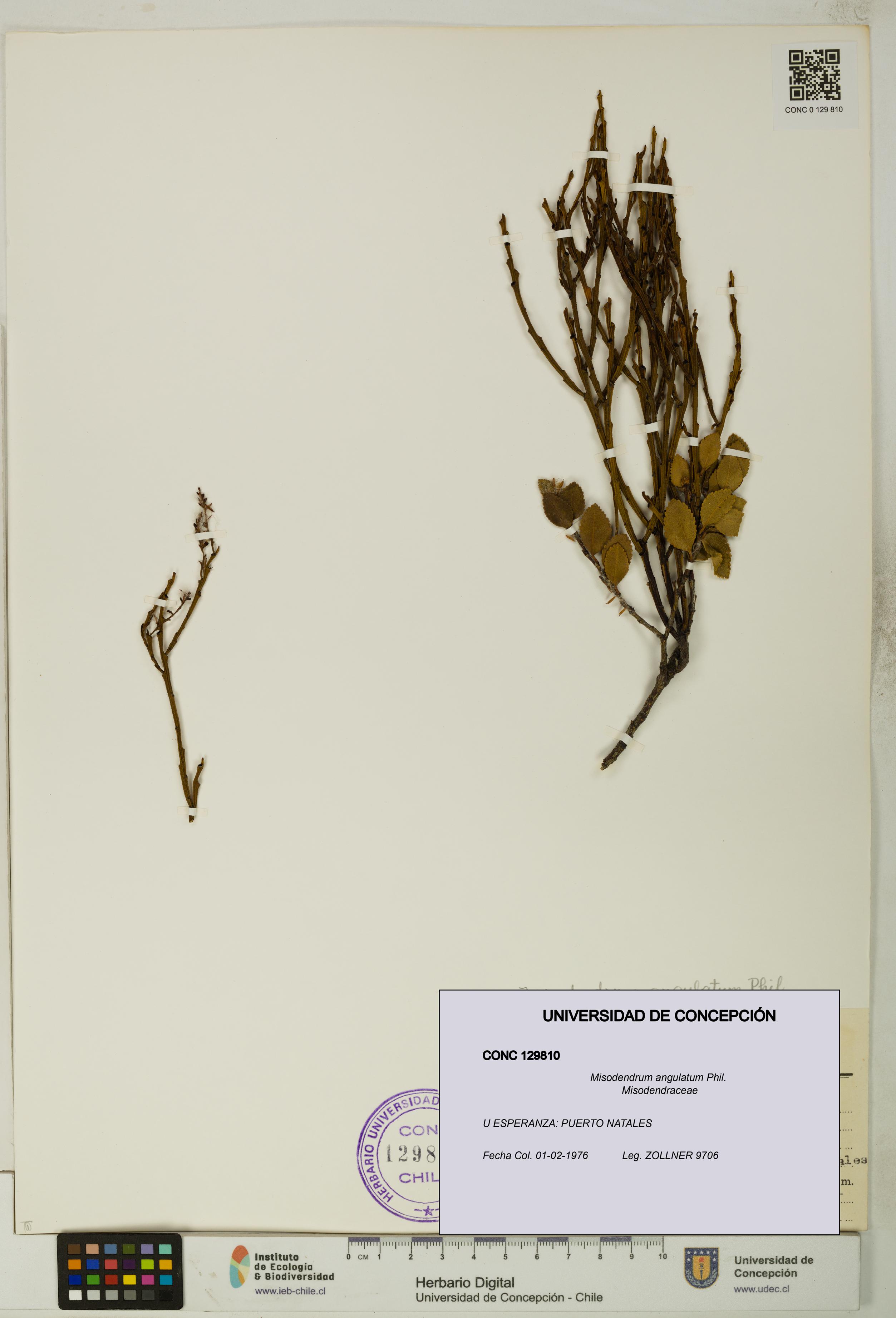 Misodendrum angulatum [Espécimen: UDEC:CONC:0129810]