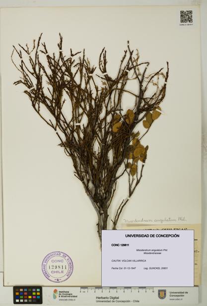 Misodendrum angulatum [Espécimen: UDEC:CONC:0129811]