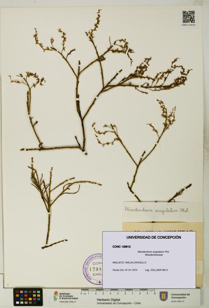 Misodendrum angulatum [Espécimen: UDEC:CONC:0129812]