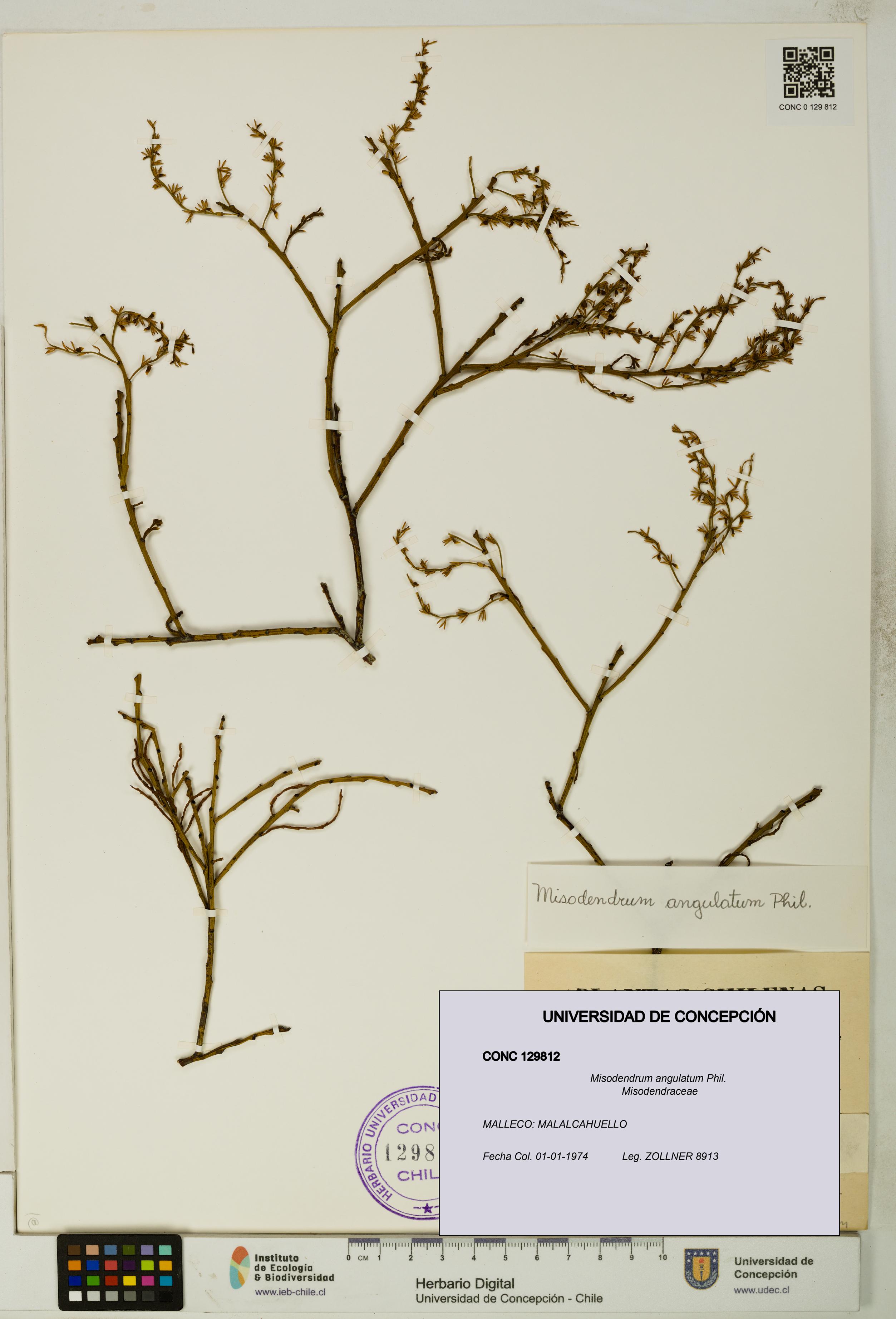 Misodendrum angulatum [Espécimen: UDEC:CONC:0129812]