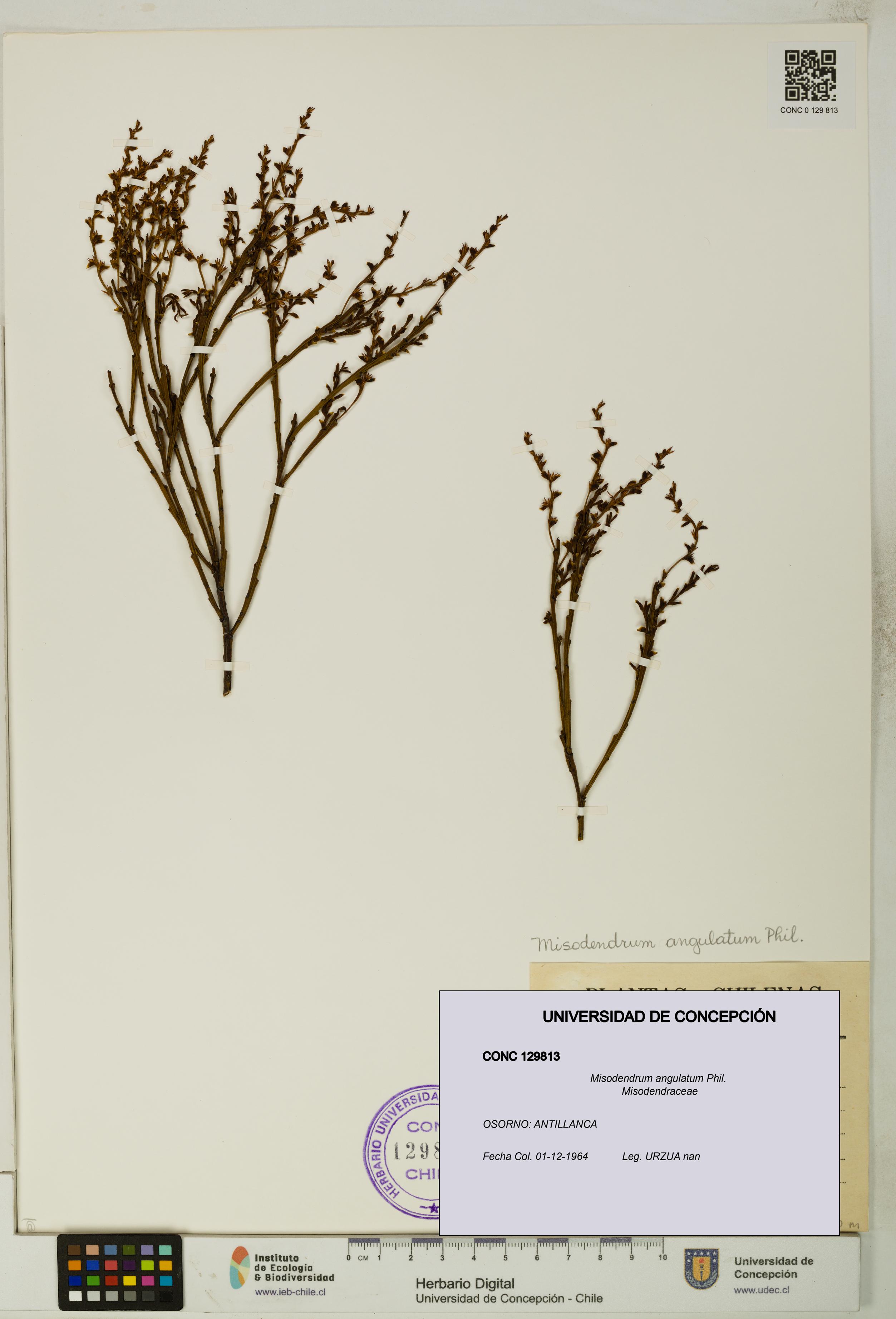 Misodendrum angulatum [Espécimen: UDEC:CONC:0129813]