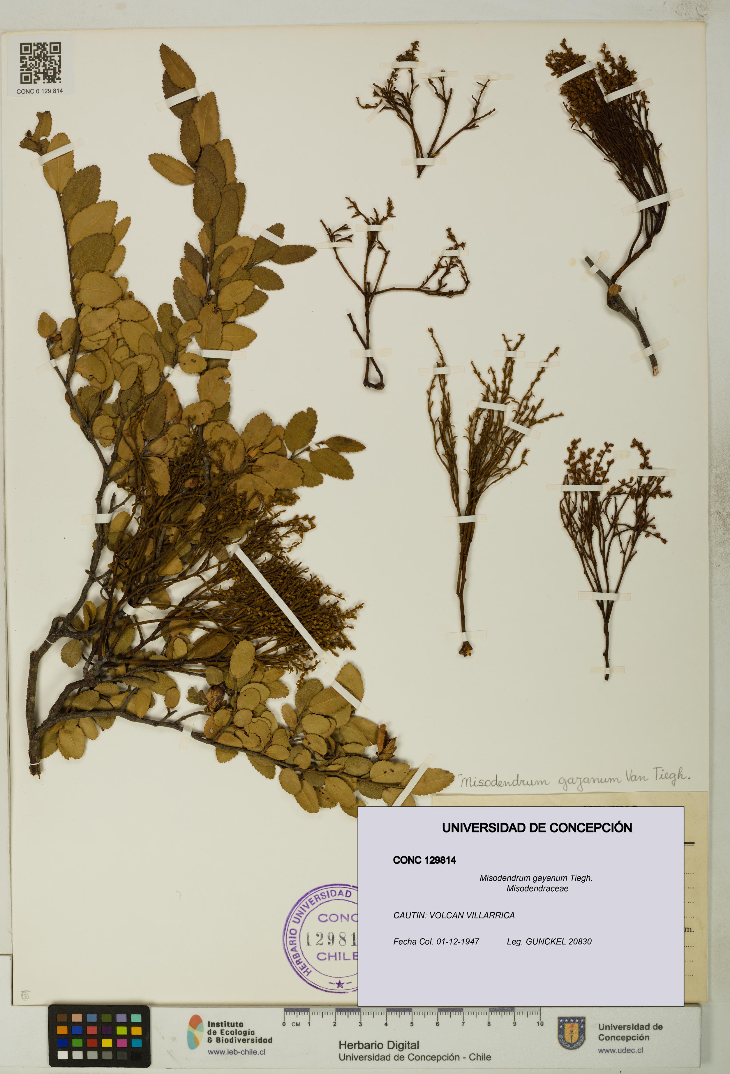 Misodendrum gayanum [Espécimen: UDEC:CONC:0129814]
