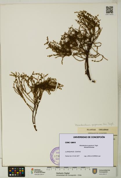 Misodendrum gayanum [Espécimen: UDEC:CONC:0129815]