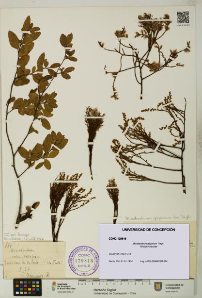 Misodendrum gayanum [Espécimen: UDEC:CONC:0129816]