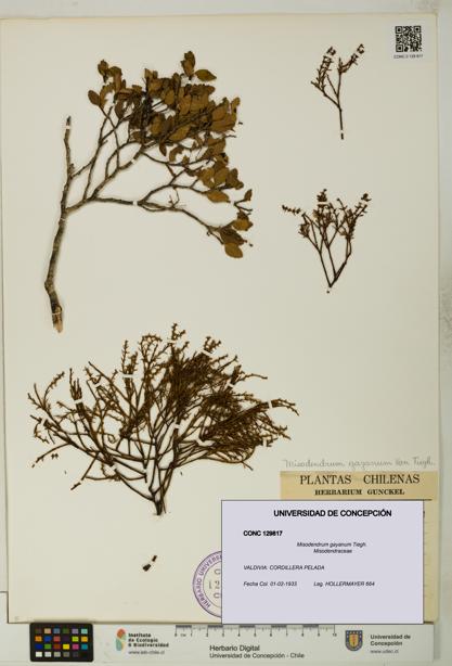Misodendrum gayanum [Espécimen: UDEC:CONC:0129817]