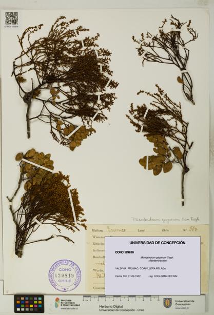 Misodendrum gayanum [Espécimen: UDEC:CONC:0129819]